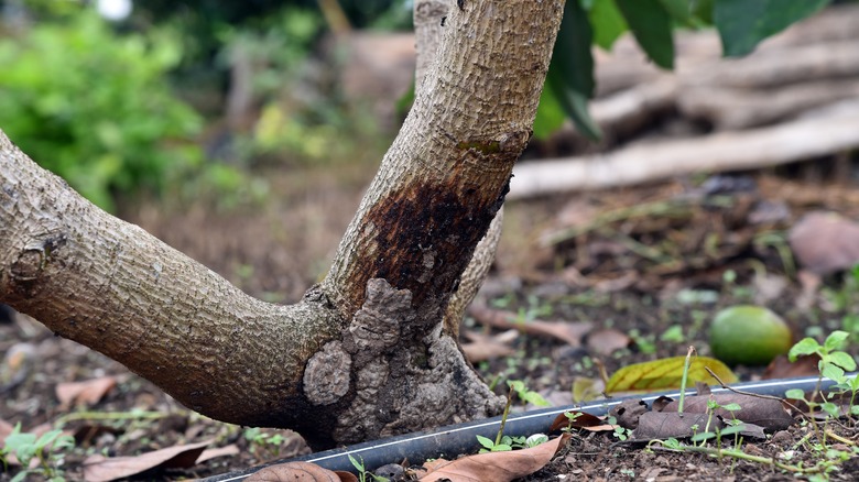 Root rot in avocado tree