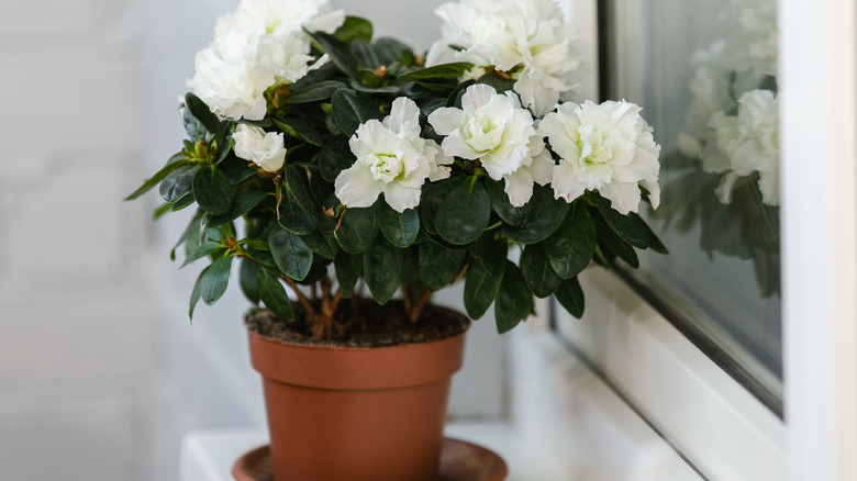 Potted azalea