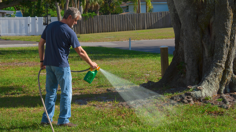 Fertilizing and watering lawn