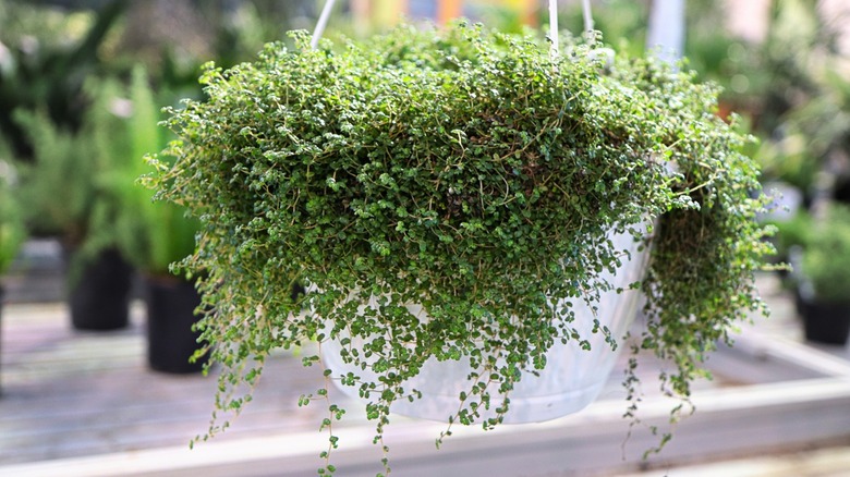 baby's tears growing hanging basket