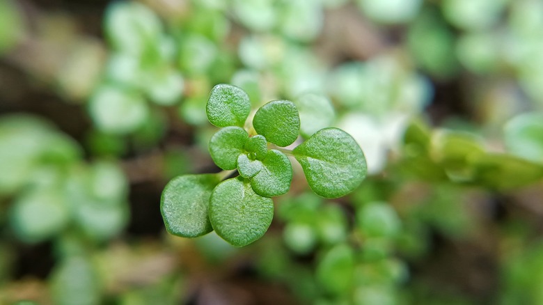 baby's tears growing hanging basket