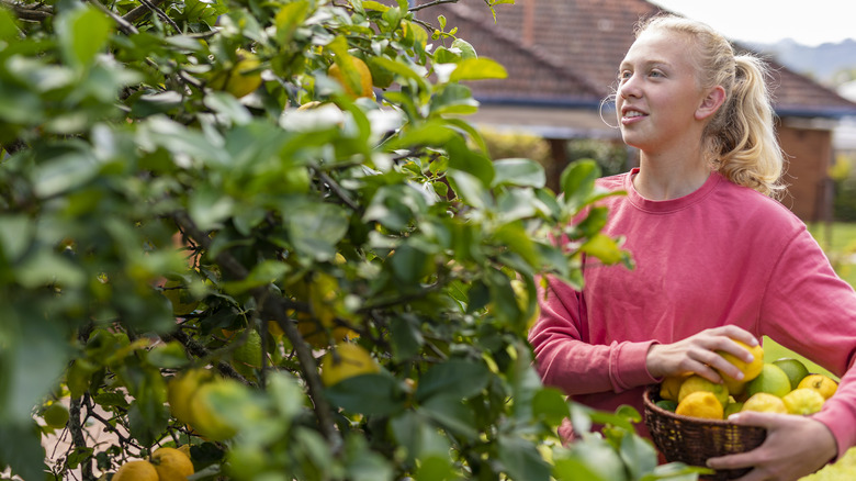 Woman picking lemons