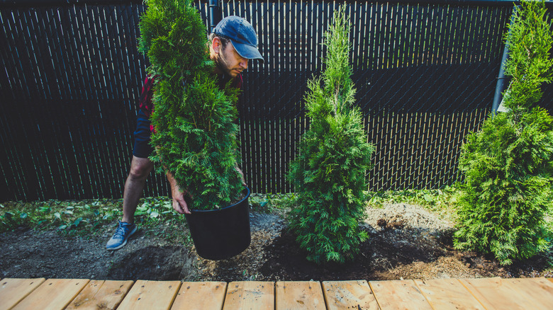 A gardener plants a row of evergreen trees near his deck.