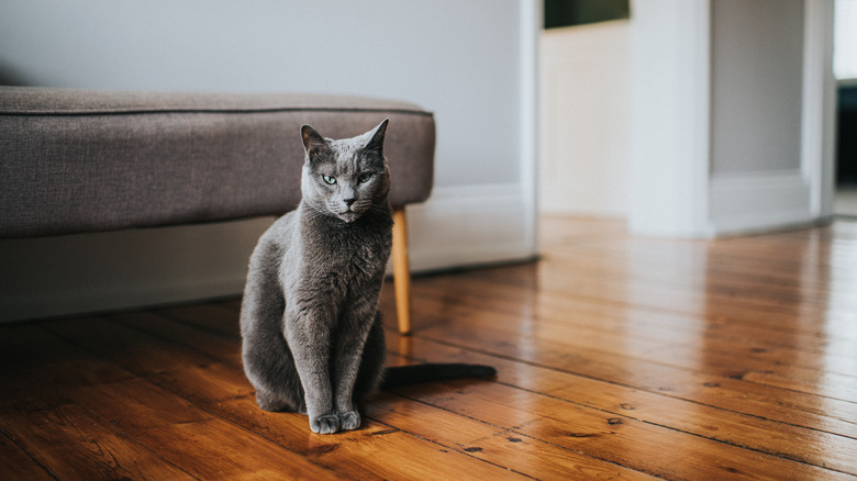 Cat sitting on wood floor