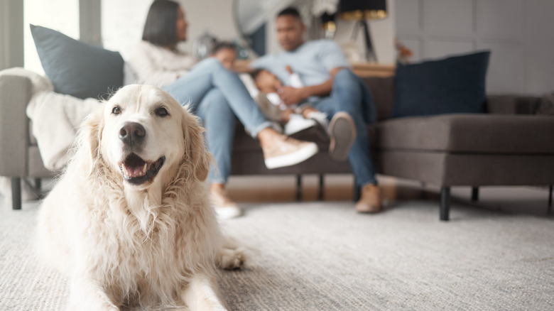 dog on rug with family in background