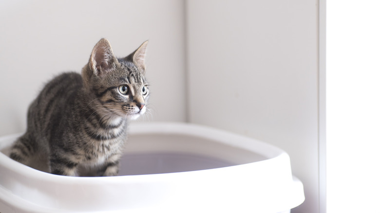 Cat sitting in a litter box