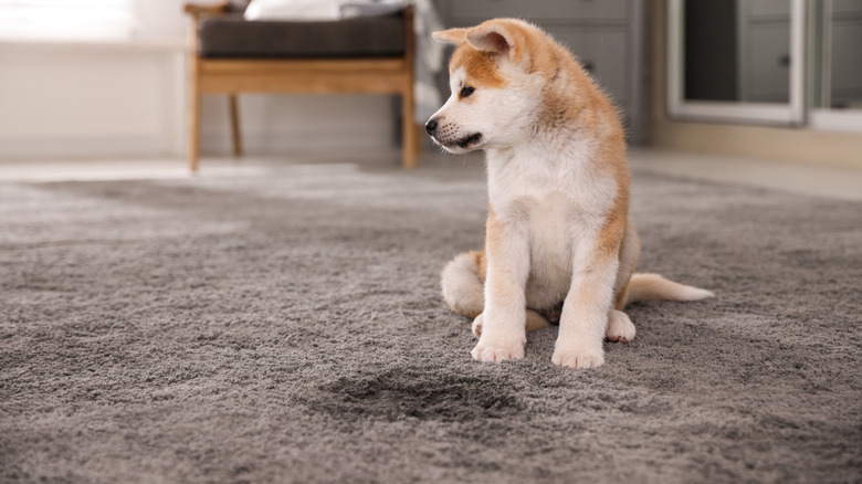 Dog next to accident on carpet