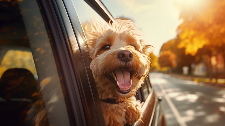 Dog riding in car looking out window