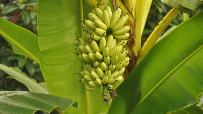 lady finger banana tree