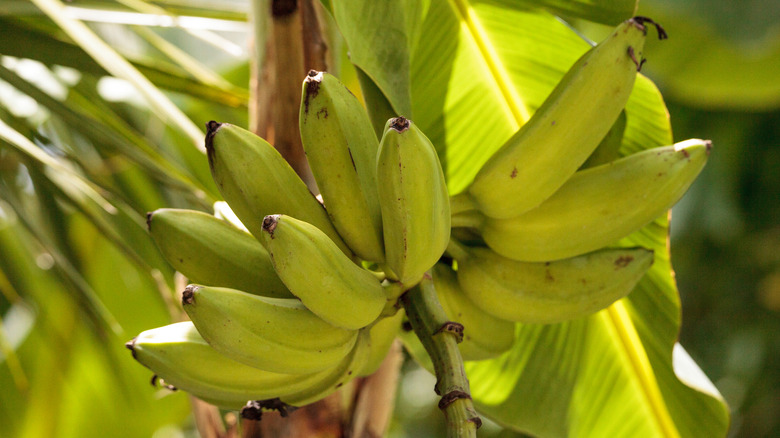 bananas growing on tree