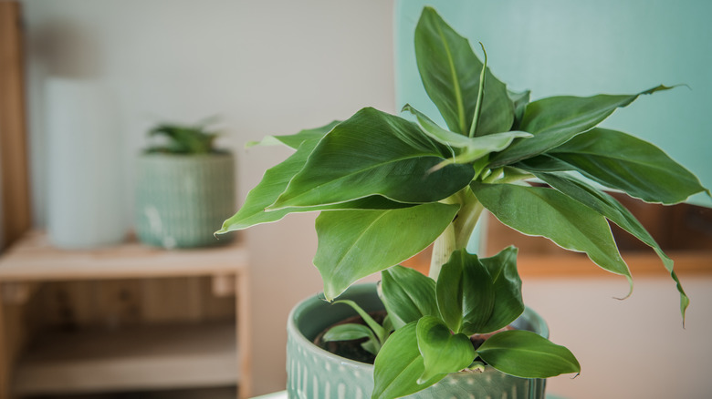 potted banana tree