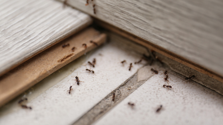 ants on hardwood floor