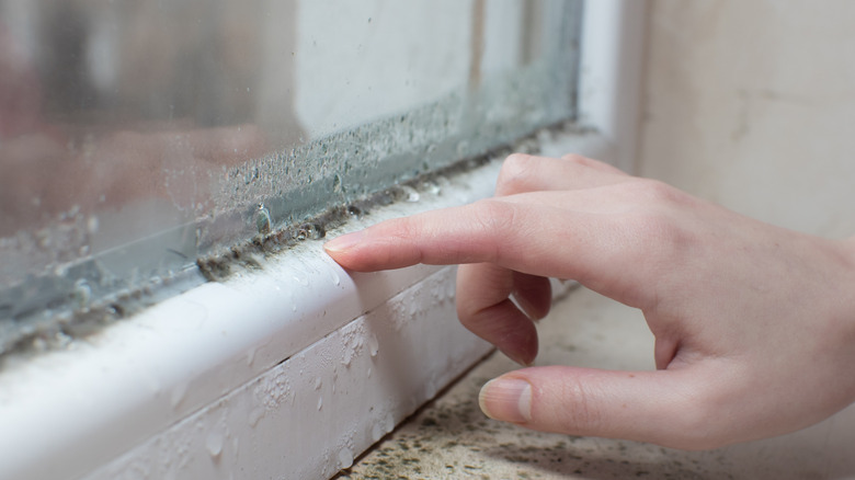 condensation and mold on windowsill