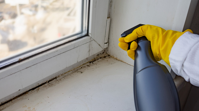 spraying vinegar solution on moldy windowsill