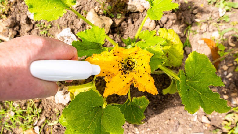 Spraying bugs on flower