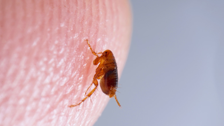 close up of flea on skin