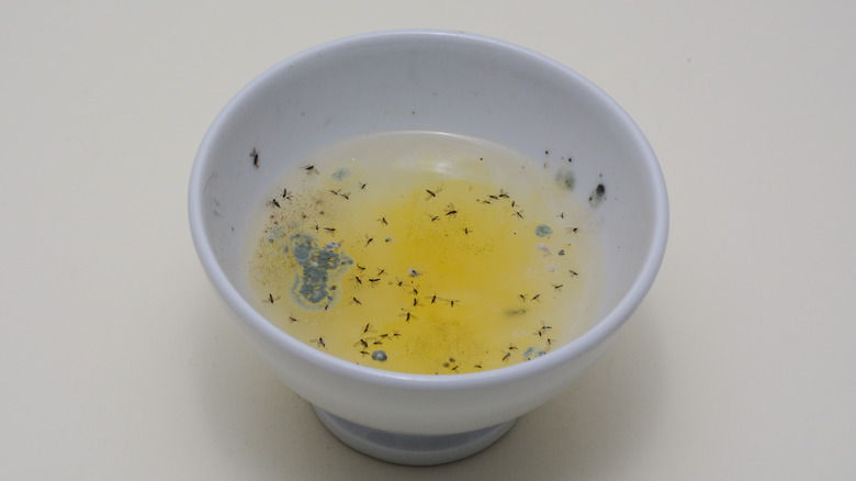 liquid in bowl fruit fly trap