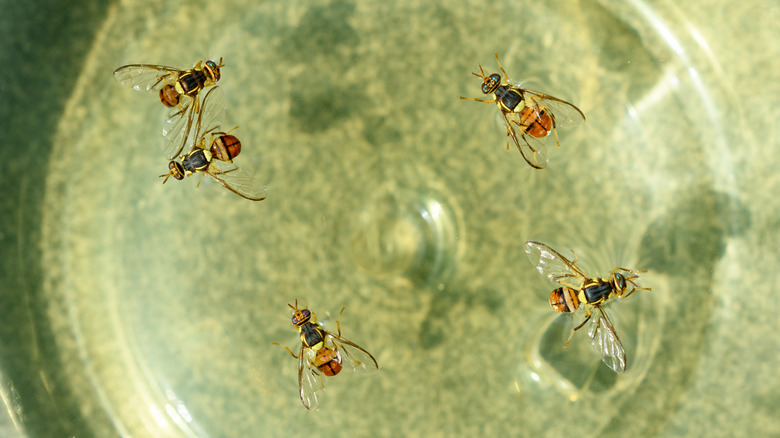 fruit flies floating in liquid