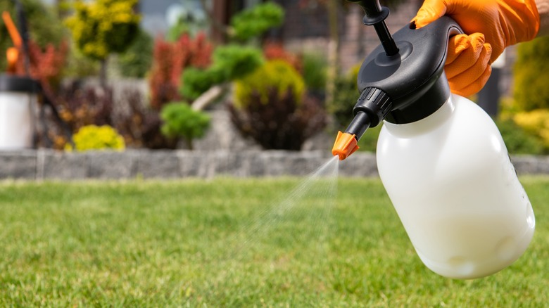 using spraying bottle on lawn