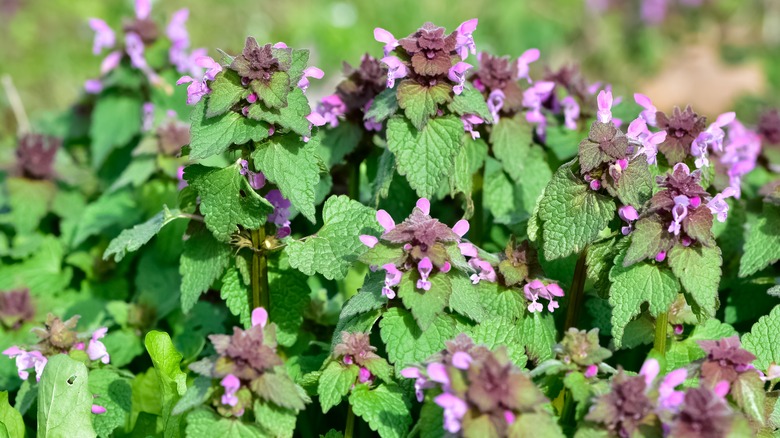 flowering deadnettle