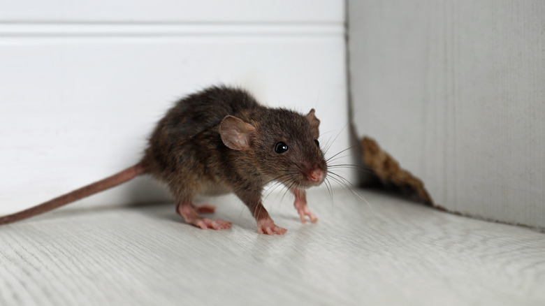 How to kill a house mouse