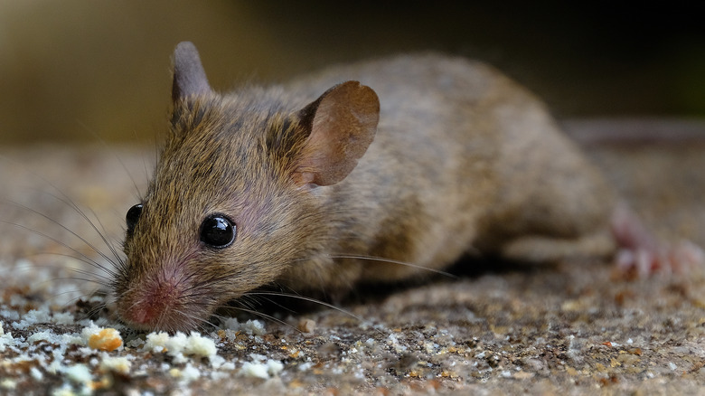 mouse eating salt