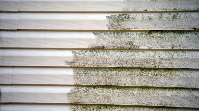 Mildew on vinyl siding