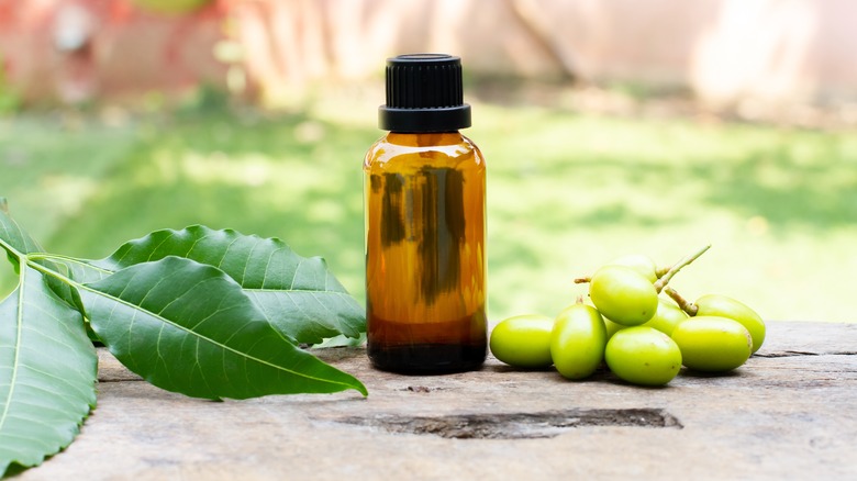 Neem plant and oil