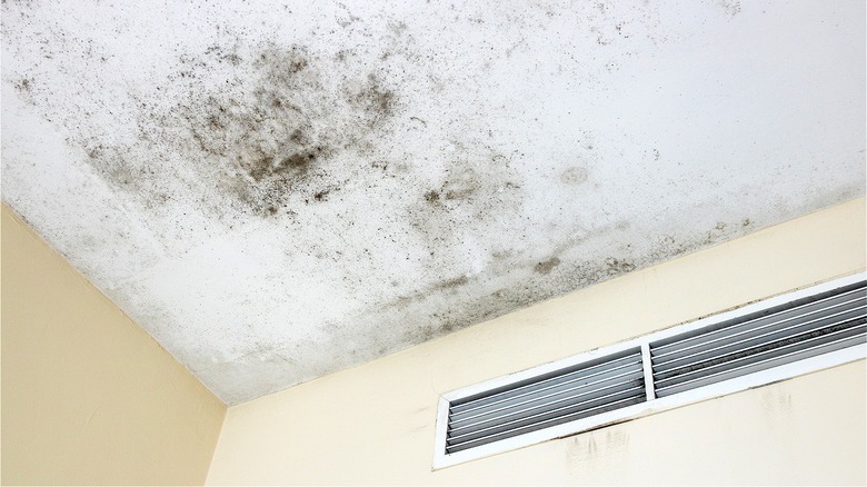 Mold growing on ceiling