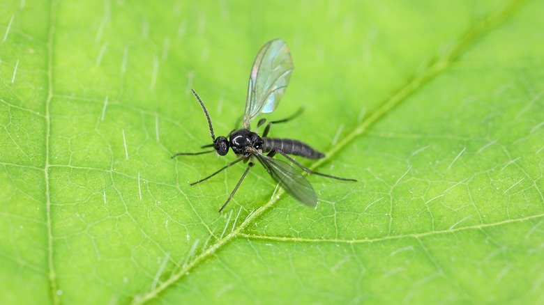 Fungus gnat on leaf