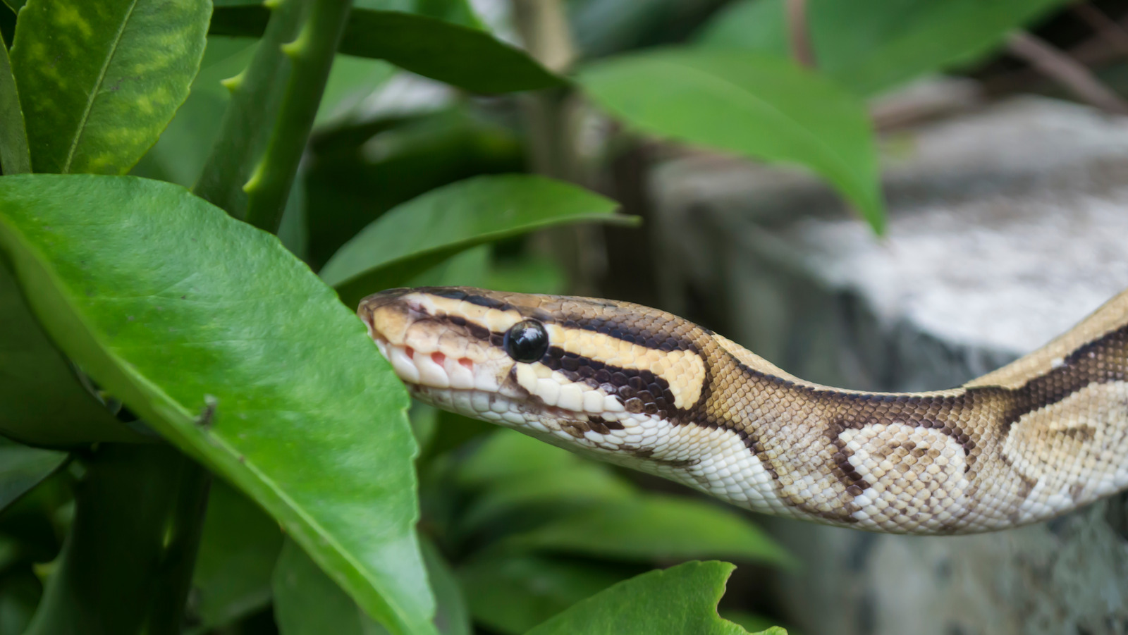 banish-snakes-from-your-yard-with-this-easy-to-grow-garden-plant