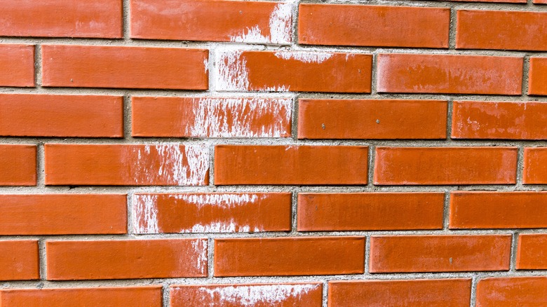 Efflorescence on brick wall