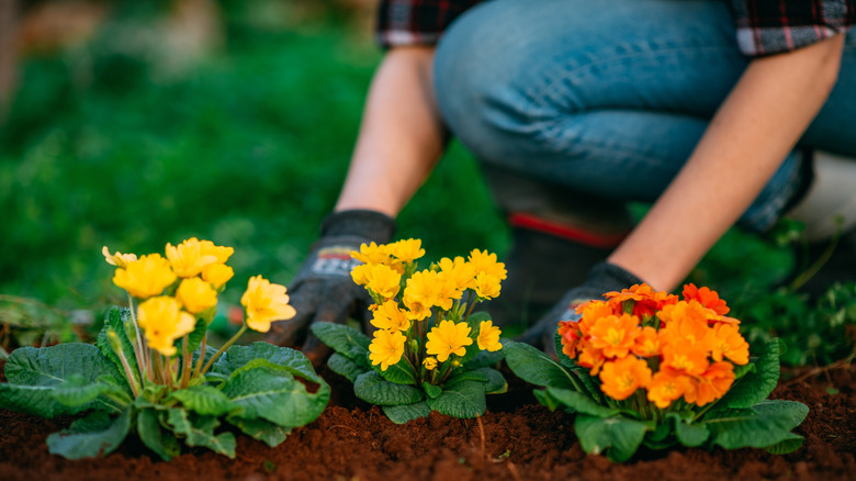 beautiful healthy plants