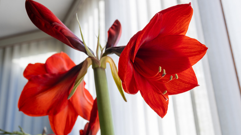 closeup of red amaryllis indoors