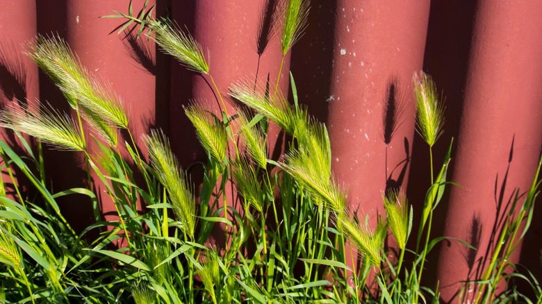 foxtails against a red fence