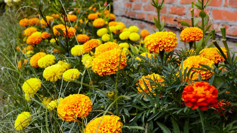 yellow marigolds planted near house