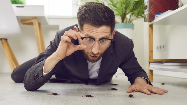 Man inspecting bugs in home