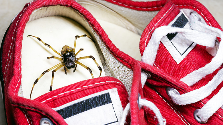 Spider nestled in shoe