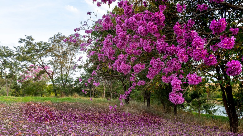 pink trumpet tree