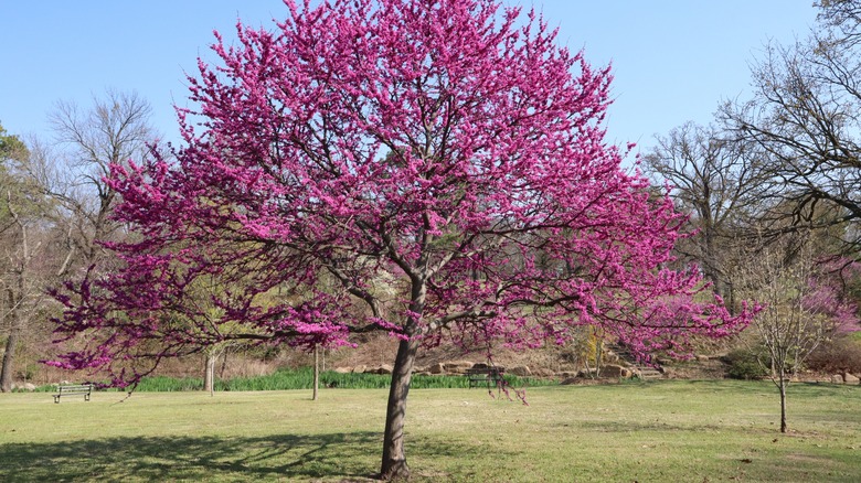 eastern redbud tree