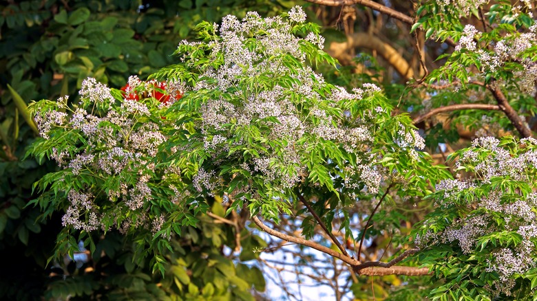 A chinaberry tree blooms with lilac flowers