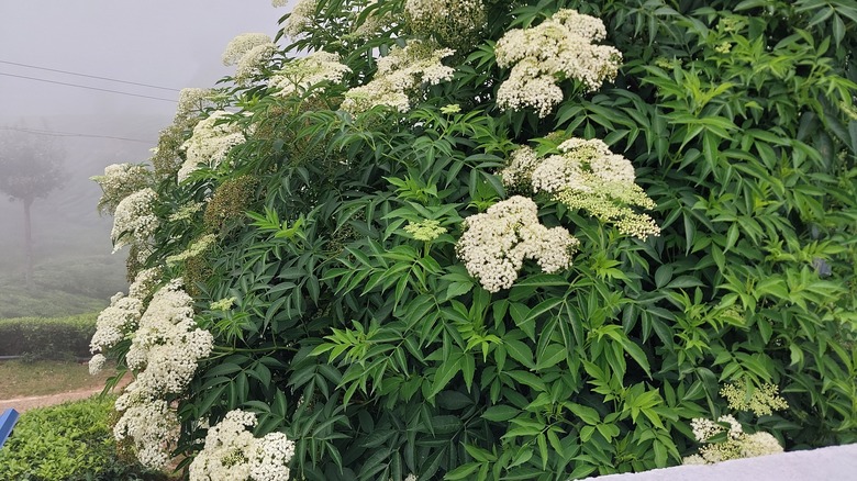 The white flowers of an elderberry tree bloom