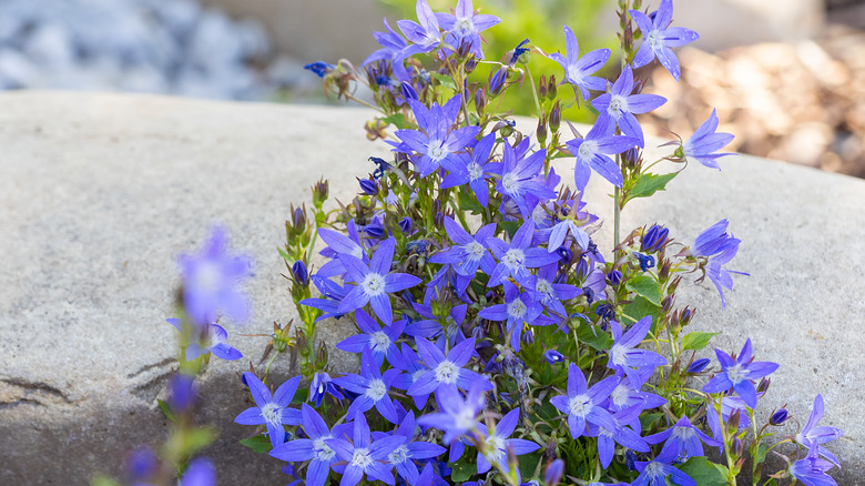 blue campanula