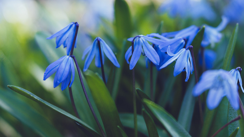 blue scilla