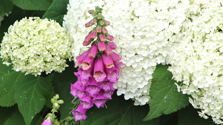 White hydrangea and foxgloves planted together in a garden