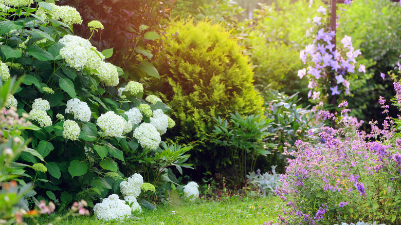 Hydrangeas, catmint, and other companion plants