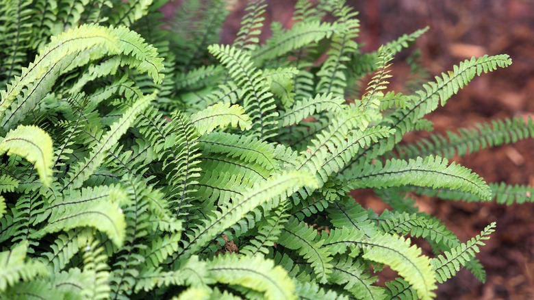 closeup of northern maidenhair fern