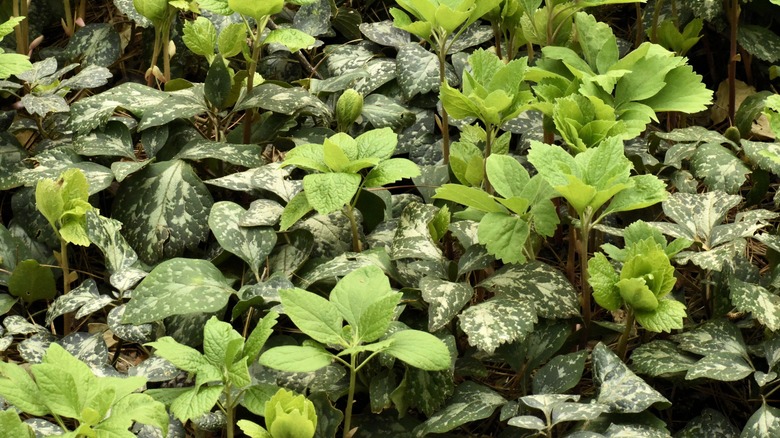 close-up of allegheny spurge