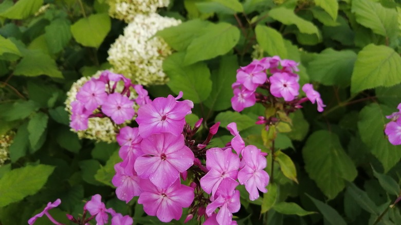 white hydrangea and pink phlox