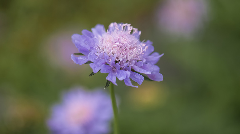 Close up image of a purple pincushion flower